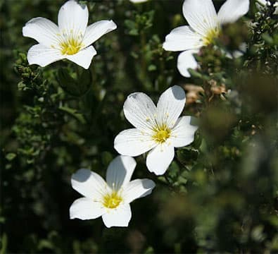 Arenaria montana